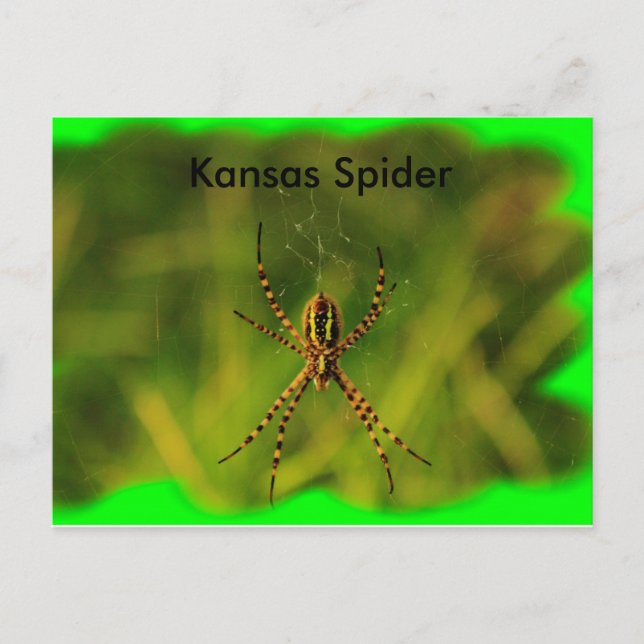 Kansas Garden Spider POST CARD (Front)