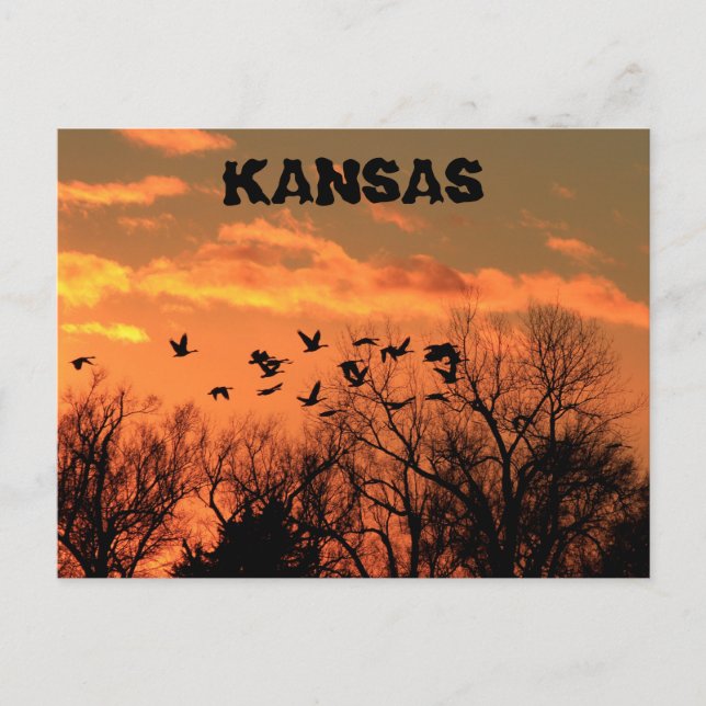 Kansas Golden Sunset with geese, trees. Post Card. Postcard (Front)
