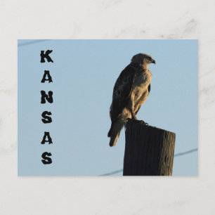 Kansas Hawk on a Pole closeup Post Card. Postcard