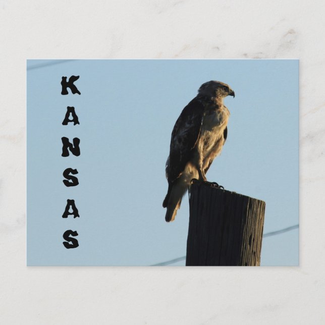 Kansas Hawk on a Pole closeup Post Card. Postcard (Front)