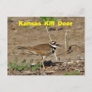 Kansas Kill Deer in a Field POST CARD. Postcard