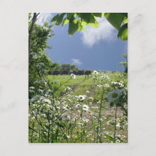 Kansas Meadows and Wildflowers Postcard