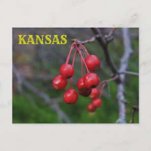 Kansas Red Berries closeup Post Card