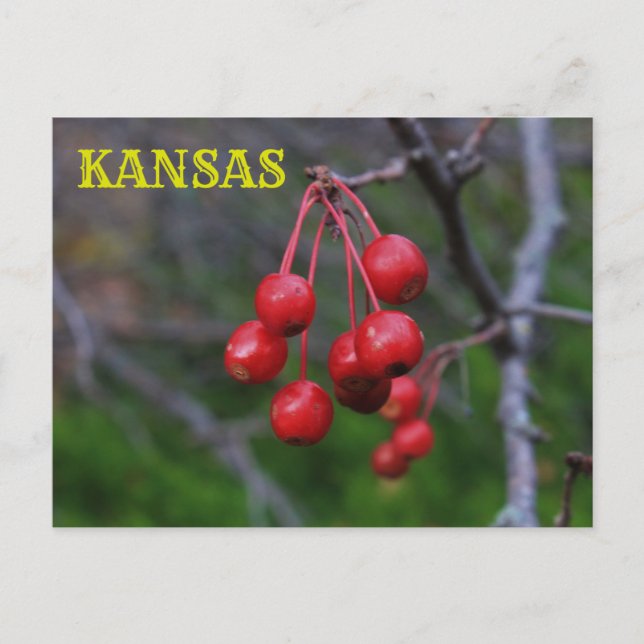 Kansas Red Berries closeup Post Card (Front)