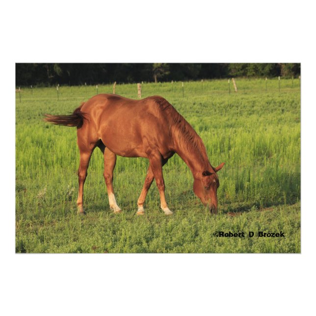 Kansas Red Horse in a Pasture Photo Enlargement (Front)