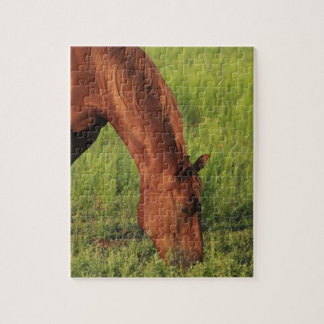 Kansas Red Horse Jigsaw Puzzle (Vertical)