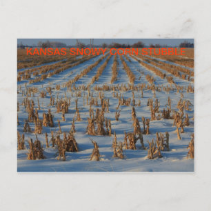 Kansas Snowy corn Stubble POST CARD