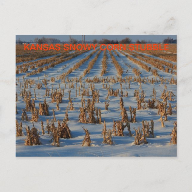 Kansas Snowy corn Stubble POST CARD (Front)