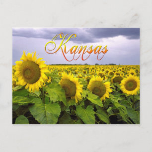 Kansas State Flower - The Sunflower Postcard