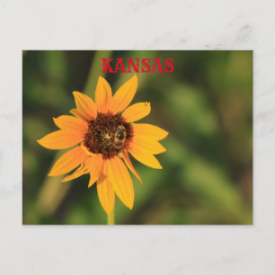 Kansas Sunflower with a bee Post Card