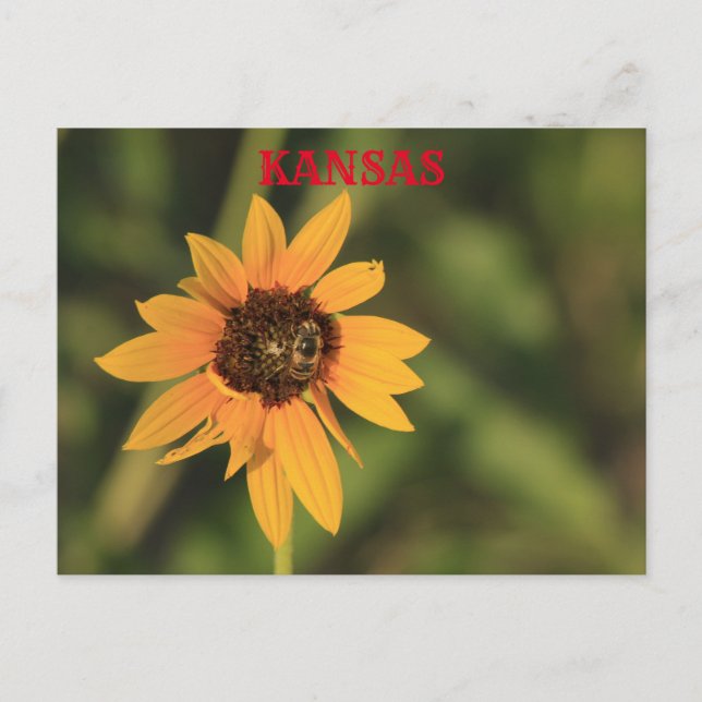 Kansas Sunflower with a bee Post Card (Front)