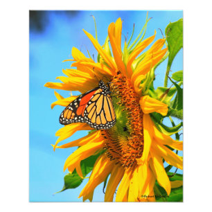 Kansas Sunflower with a Monarch Butterfly closeup Photo Print