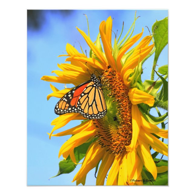 Kansas Sunflower with a Monarch Butterfly closeup Photo Print (Front)