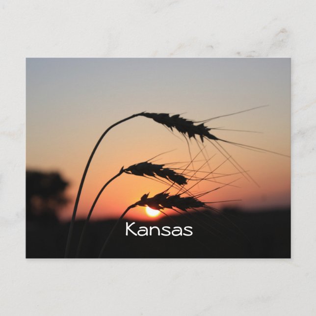Kansas Sunset Postcard (Front)
