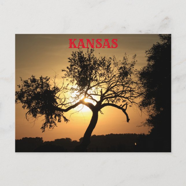 Kansas Sunset with a tree Post Card (Front)