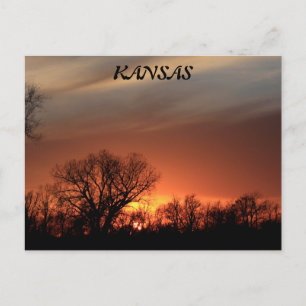 Kansas Sunset with Tree Silhouette Post Card