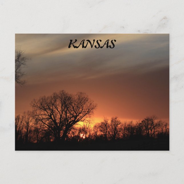 Kansas Sunset with Tree Silhouette Post Card (Front)