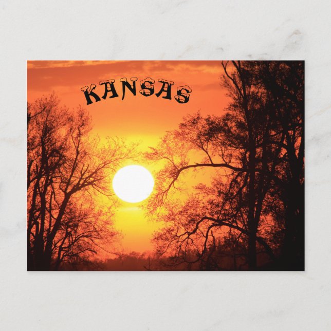 Kansas Sunset with Tree Silhouette Post Card (Front)