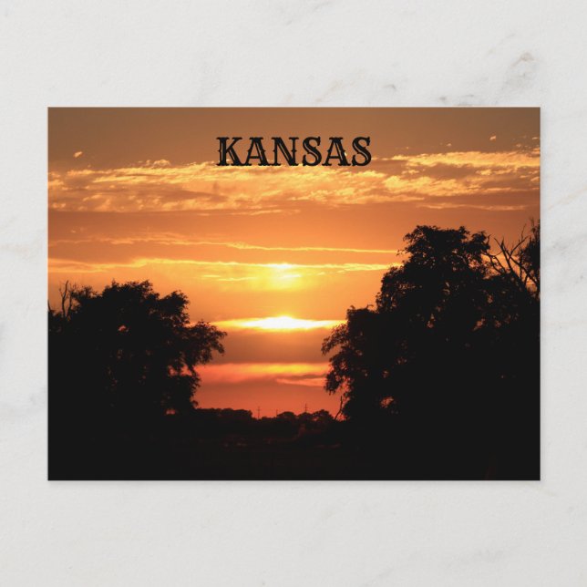 Kansas Sunset with Tree Silhouette Post Card (Front)