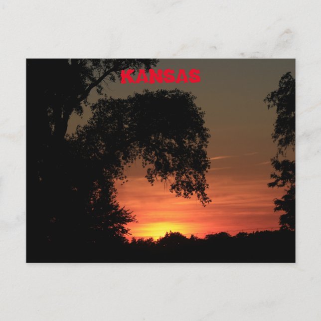 Kansas Tree Silhouette Sunset Postcard (Front)