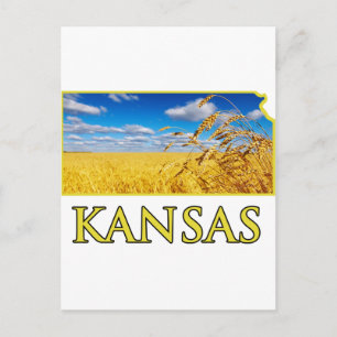 Kansas Wheat Field Postcard