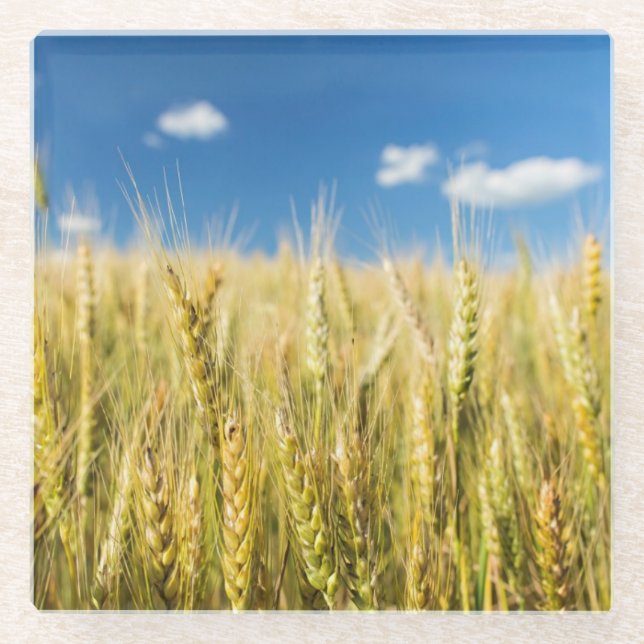 Kansas Wheat Glass Coaster (Front)
