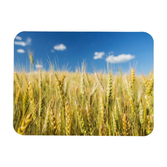 Kansas Wheat Magnet (Horizontal)