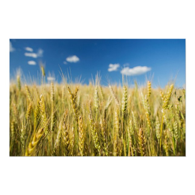 Kansas Wheat Poster (Front)