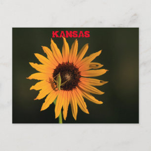Kansas Wild Sunflower shot closeup Post Card
