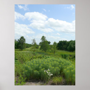 Kansas Wildflowers and Meadows Poster