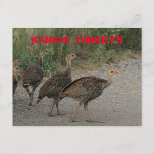 Kansas Young Turkeys Post Card. Postcard