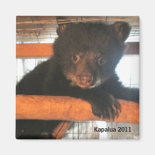 Kapalua 2011 Magnet