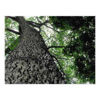 Kapok Tree @ Funchal, Portugal Photo Print