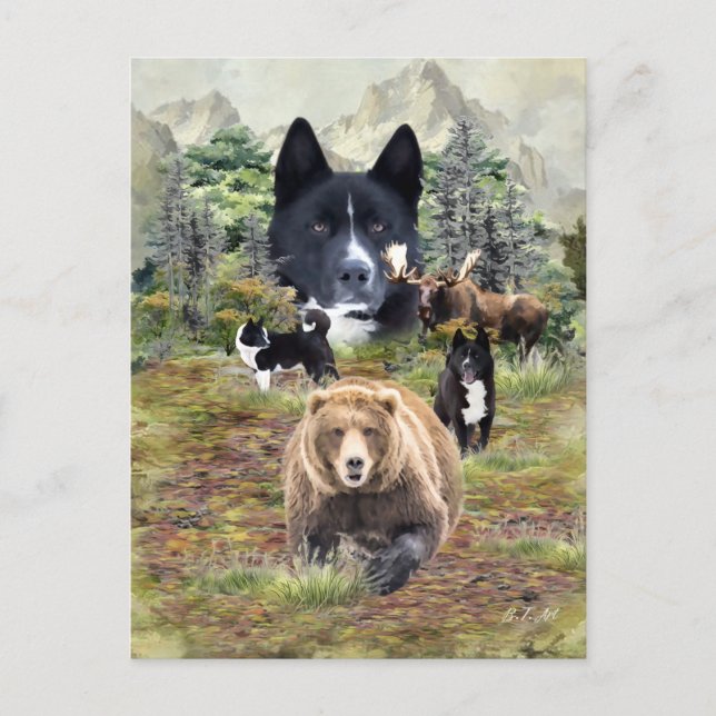 Karelian Bear Dog     Postcard (Front)