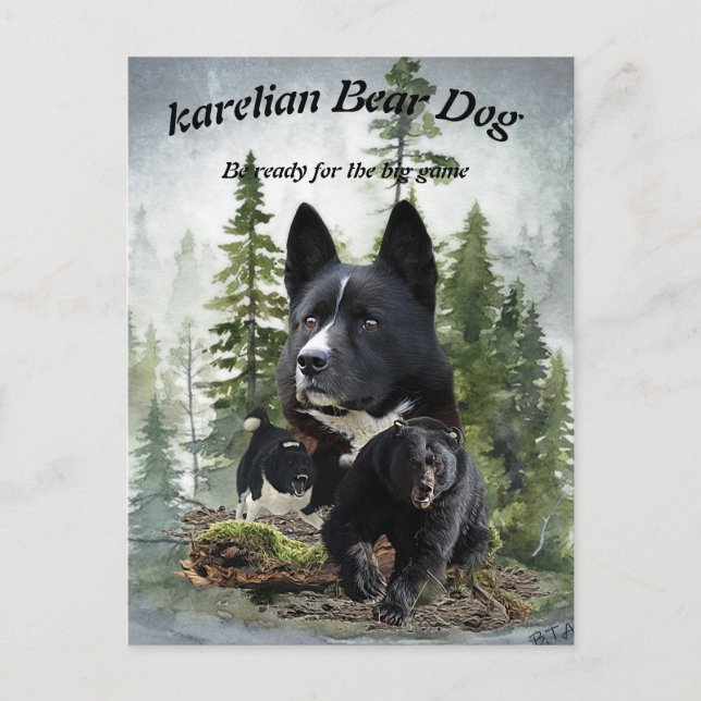Karelian Bear Dog     Postcard (Front)