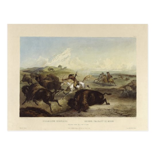 Karl Bodmer- Indians hunting the bison Postcard