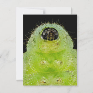 Karner Blue Butterfly Caterpillar Postcard