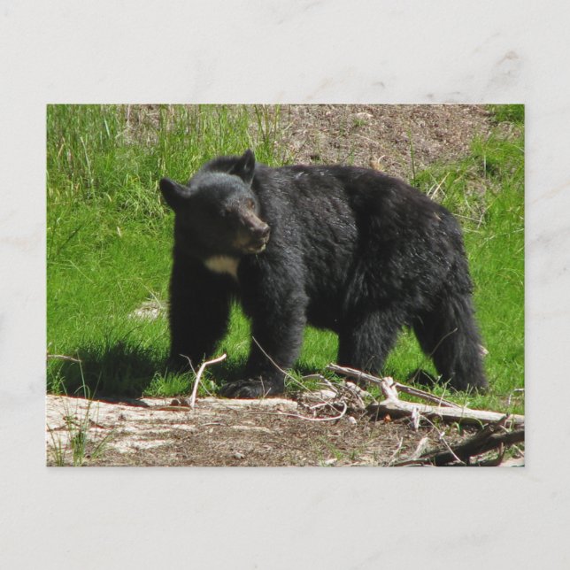 Kasha Bear 2 Postcard (Front)