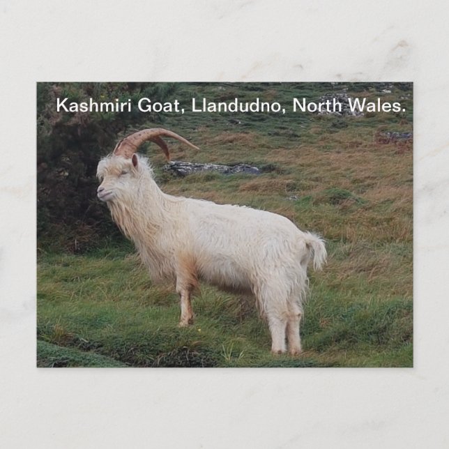 Kashmiri Goat, Llandudno, North Wales.  Postcard (Front)