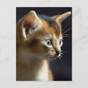 kat postcard