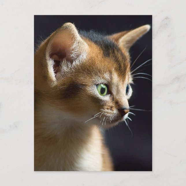 kat postcard (Front)