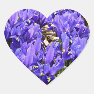 Katherine Hodgkin Irises Purple Spring Floral Heart Sticker