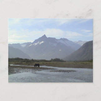 Katmai Brown Bear Postcard