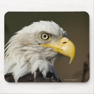 Katmai National Park, Alaska Mouse Pad