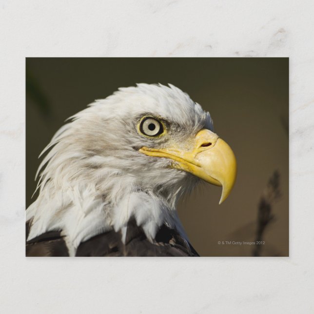 Katmai National Park, Alaska Postcard (Front)