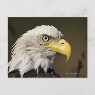 Katmai National Park, Alaska Postcard