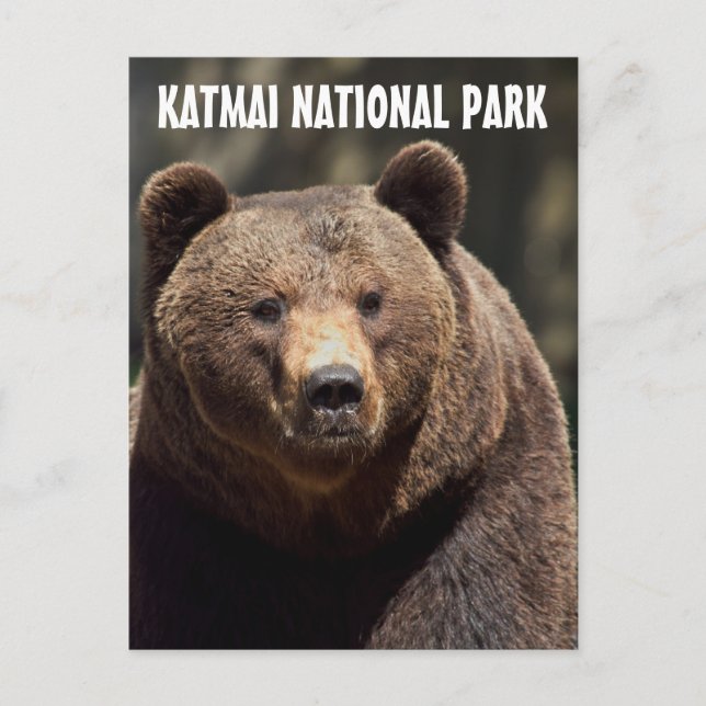 KATMAI NATIONAL PARK GRIZZLY BEAR POSTCARDS (Front)