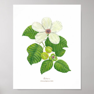 Katmon (Dillenia philippinensis) Ph Forest Blooms Poster