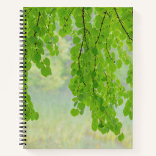 Katsura Tree Limbs in Springtime Seabeck, WA Notebook