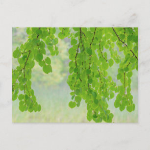 Katsura Tree Limbs in Springtime Seabeck, WA Postcard